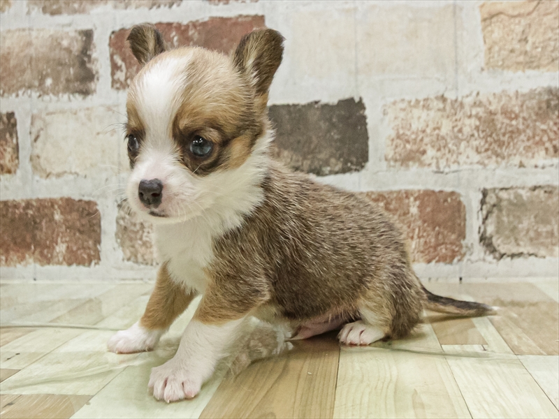 愛知県のチワコーギー(チワワ×コーギー) (ワンラブ名古屋守山インター総本店/2025年10月4日生まれ/男の子/レッドホワイト)の子犬の2枚目の画像