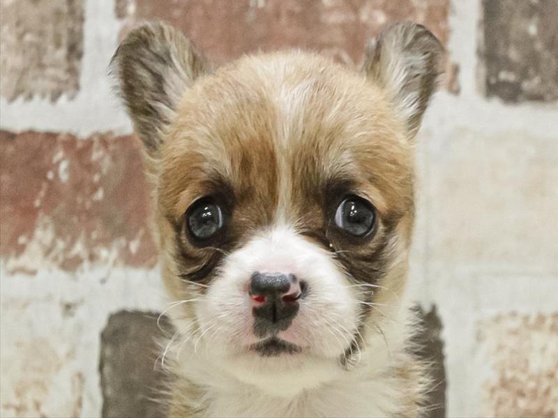 愛知県のチワコーギー(チワワ×コーギー) (ワンラブ名古屋守山インター総本店/2025年10月4日生まれ/女の子/レッドホワイト)の子犬の1枚目の画像