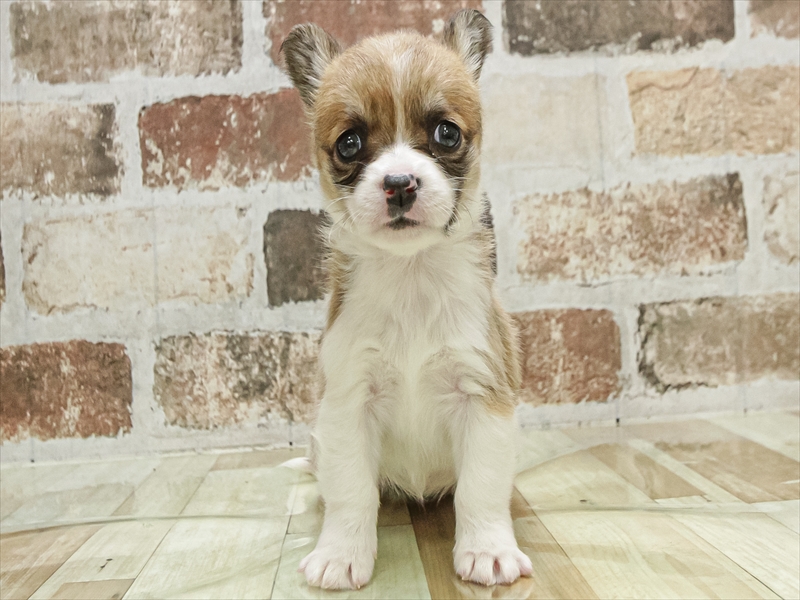 愛知県のチワコーギー(チワワ×コーギー) (ワンラブ名古屋守山インター総本店/2025年10月4日生まれ/女の子/レッドホワイト)の子犬の3枚目の画像