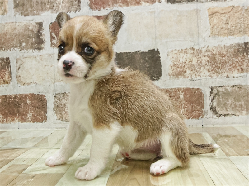 愛知県のチワコーギー(チワワ×コーギー) (ワンラブ名古屋守山インター総本店/2025年10月4日生まれ/女の子/レッドホワイト)の子犬の2枚目の画像