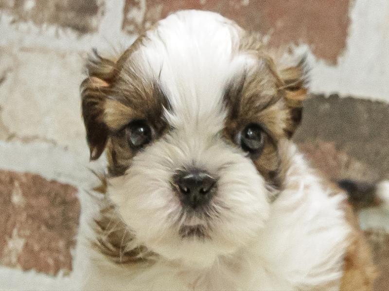 愛知県のシーズー (ワンラブ名古屋守山インター総本店/2025年10月3日生まれ/男の子/ブラウンホワイト)の子犬の1枚目の画像