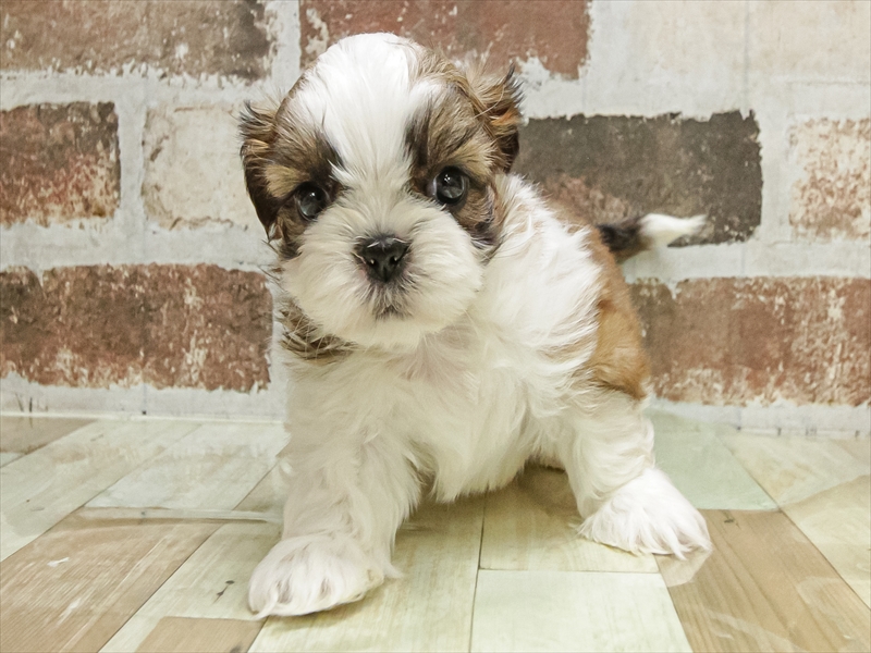 愛知県のシーズー (ワンラブ名古屋守山インター総本店/2025年10月3日生まれ/男の子/ブラウンホワイト)の子犬の3枚目の画像