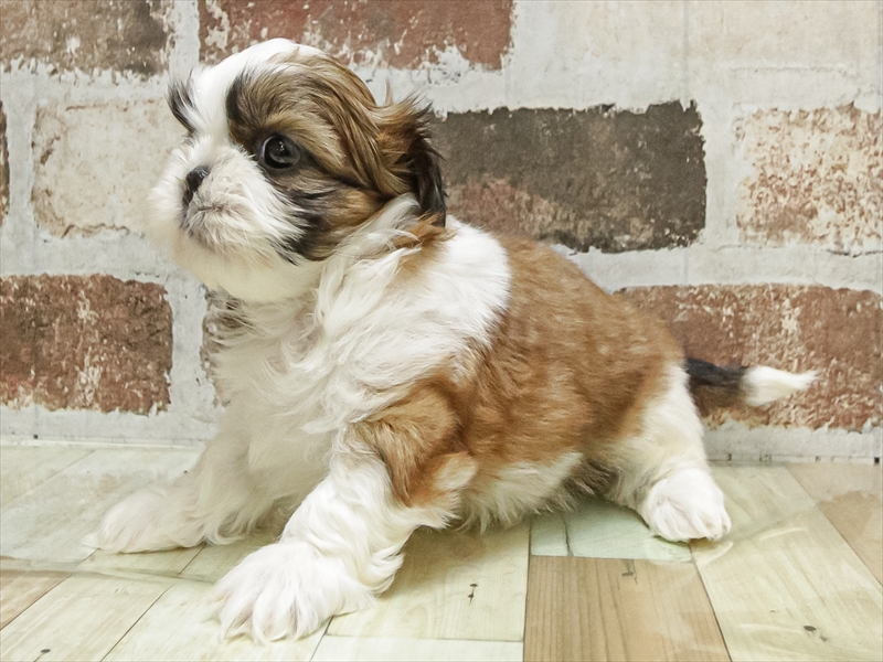 愛知県のシーズー (ワンラブ名古屋守山インター総本店/2025年10月3日生まれ/男の子/ブラウンホワイト)の子犬の2枚目の画像