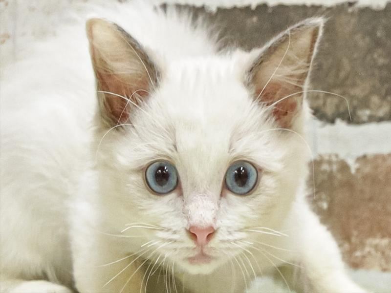 愛知県のラグドール (ワンラブカインズ小牧店(FC)/2025年9月14日生まれ/女の子/ブルーポイントバイカラー)の子猫の1枚目の画像