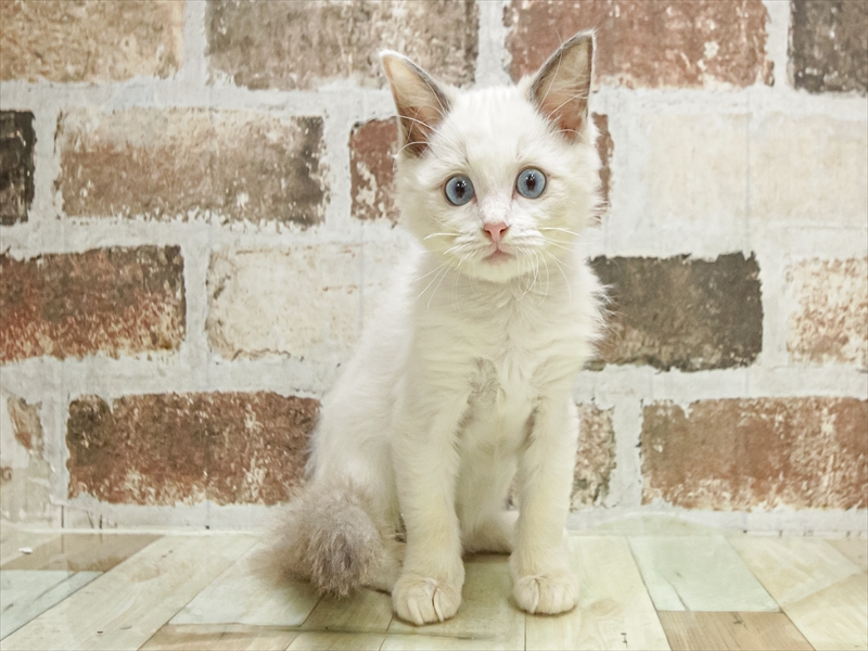 愛知県のラグドール (ワンラブカインズ小牧店(FC)/2025年9月14日生まれ/女の子/ブルーポイントバイカラー)の子猫の3枚目の画像