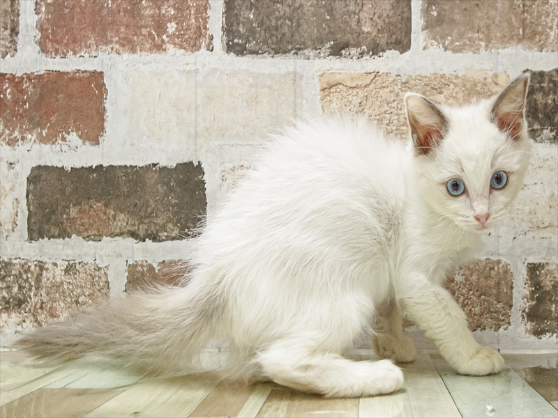 愛知県のラグドール (ワンラブカインズ小牧店(FC)/2025年9月14日生まれ/女の子/ブルーポイントバイカラー)の子猫の2枚目の画像