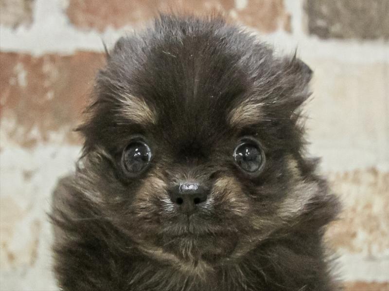 愛知県のポメチワ/チワポメ/ポメチー(ポメラニアン×チワワ) (ワンラブ名古屋守山インター総本店/2025年10月2日生まれ/女の子/ブラックタン)の子犬の1枚目の画像