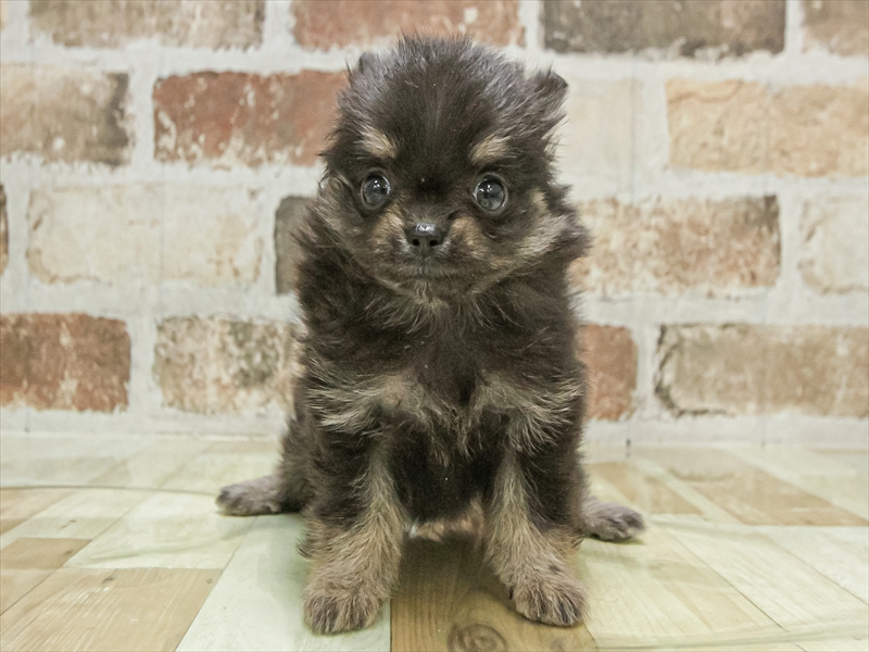 愛知県のポメチワ/チワポメ/ポメチー(ポメラニアン×チワワ) (ワンラブ名古屋守山インター総本店/2025年10月2日生まれ/女の子/ブラックタン)の子犬の3枚目の画像