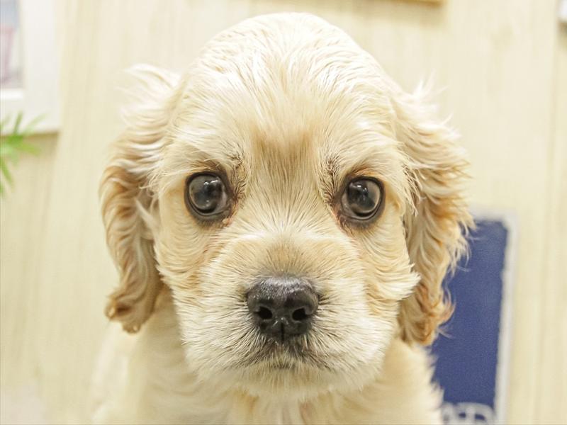 愛知県のアメリカンコッカースパニエル (ワンラブ名古屋守山インター総本店/2025年10月3日生まれ/男の子/バフ)の子犬の1枚目の画像