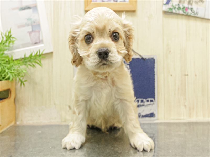 愛知県のアメリカンコッカースパニエル (ワンラブ名古屋守山インター総本店/2025年10月3日生まれ/男の子/バフ)の子犬の3枚目の画像