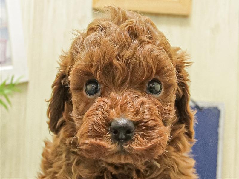 愛知県のトイプードル(トイ) (ワンラブ名古屋守山インター総本店/2025年10月4日生まれ/女の子/レッド)の子犬の1枚目の画像