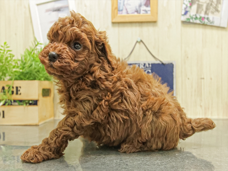 愛知県のトイプードル(トイ) (ワンラブ名古屋守山インター総本店/2025年10月4日生まれ/女の子/レッド)の子犬の2枚目の画像