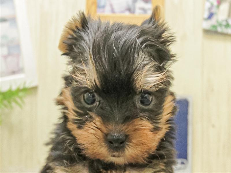 大阪府のヨークシャーテリア (ワンラブららぽーと堺店/2025年10月5日生まれ/女の子/スチールブルータン)の子犬の1枚目の画像