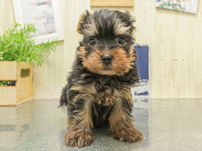 大阪府のヨークシャーテリア (ワンラブららぽーと堺店/2025年10月5日生まれ/女の子/スチールブルータン)の子犬の3枚目の画像