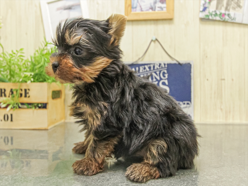 大阪府のヨークシャーテリア (ワンラブららぽーと堺店/2025年10月5日生まれ/女の子/スチールブルータン)の子犬の2枚目の画像