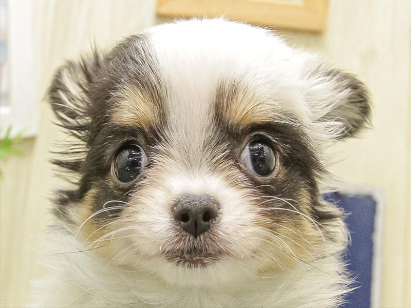 愛知県のチワワ(ロング) (ワンラブ名古屋守山インター総本店/2025年10月3日生まれ/女の子/ブラックタンホワイト)の子犬の1枚目の画像