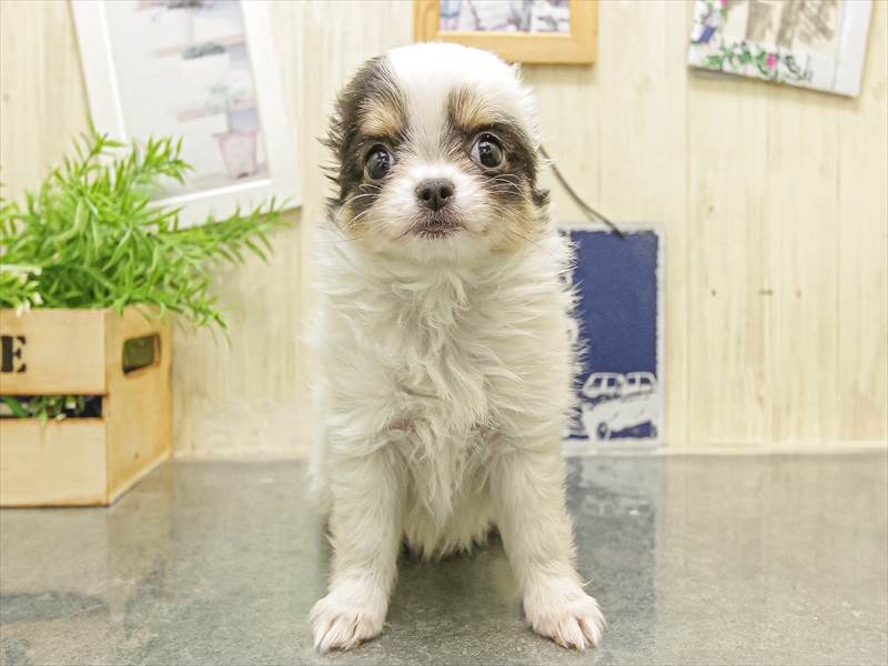 愛知県のチワワ(ロング) (ワンラブ名古屋守山インター総本店/2025年10月3日生まれ/女の子/ブラックタンホワイト)の子犬の3枚目の画像
