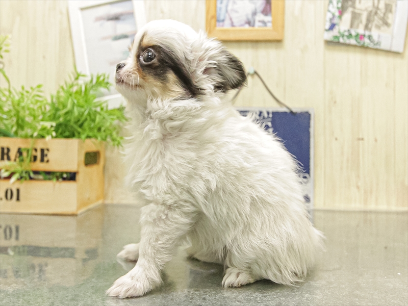 愛知県のチワワ(ロング) (ワンラブ名古屋守山インター総本店/2025年10月3日生まれ/女の子/ブラックタンホワイト)の子犬の2枚目の画像