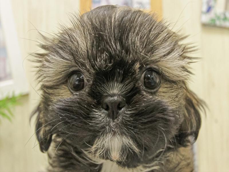 愛知県のペキシーズー/ペキズー(ペキニーズ×シーズー) (ワンラブカインズ小牧店(FC)/2025年10月1日生まれ/女の子/ゴールドホワイト)の子犬の1枚目の画像