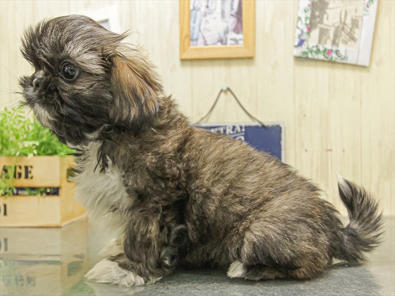 愛知県のペキシーズー/ペキズー(ペキニーズ×シーズー) (ワンラブカインズ小牧店(FC)/2025年10月1日生まれ/女の子/ゴールドホワイト)の子犬の2枚目の画像