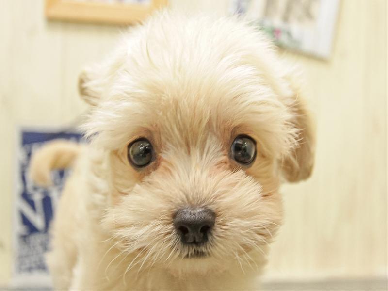 愛知県のチワプー/プーチー(チワワ×プードル) (ワンラブ名古屋守山インター総本店/2025年10月4日生まれ/男の子/アプリコット)の子犬の1枚目の画像