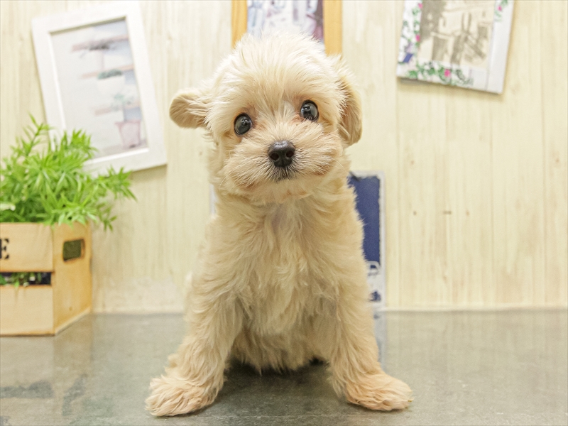 愛知県のチワプー/プーチー(チワワ×プードル) (ワンラブ名古屋守山インター総本店/2025年10月4日生まれ/男の子/アプリコット)の子犬の3枚目の画像