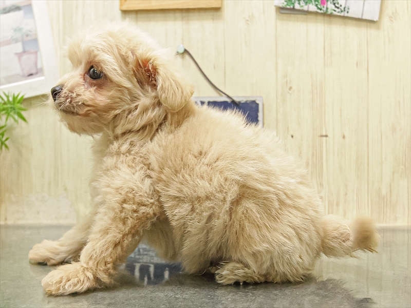 愛知県のチワプー/プーチー(チワワ×プードル) (ワンラブ名古屋守山インター総本店/2025年10月4日生まれ/男の子/アプリコット)の子犬の2枚目の画像