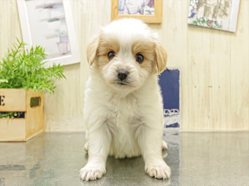 愛知県のハーフ犬・ミックス犬 (ワンラブ名古屋守山インター総本店/2025年10月4日生まれ/男の子/クリームホワイト)の子犬の3枚目の画像