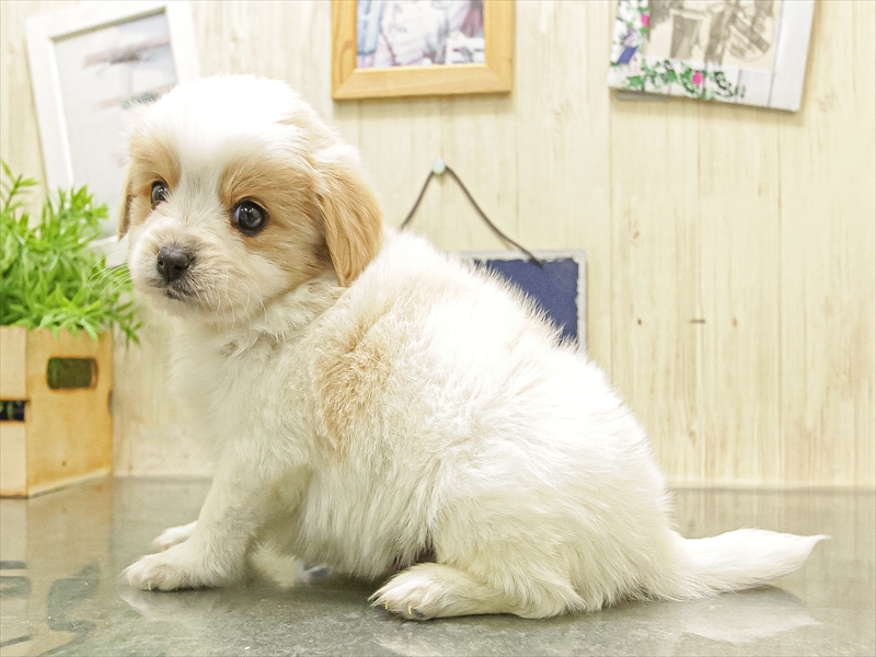 愛知県のハーフ犬・ミックス犬 (ワンラブ名古屋守山インター総本店/2025年10月4日生まれ/男の子/クリームホワイト)の子犬の2枚目の画像