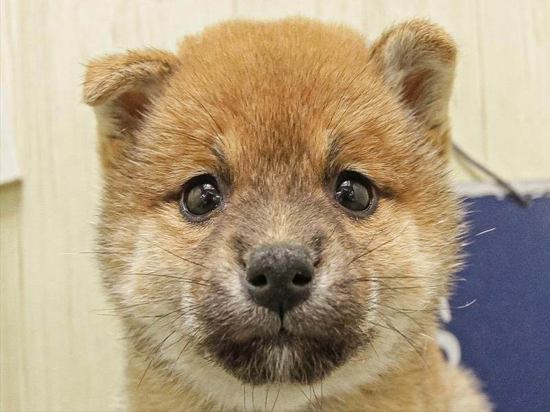 大阪府の柴犬(標準サイズ) (ワンラブららぽーと堺店/2025年10月5日生まれ/女の子/赤)の子犬の1枚目の画像