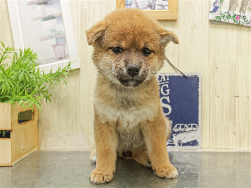 大阪府の柴犬(標準サイズ) (ワンラブららぽーと堺店/2025年10月5日生まれ/女の子/赤)の子犬の3枚目の画像