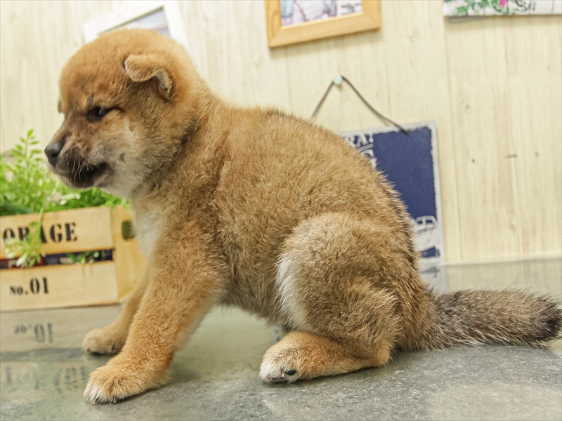 大阪府の柴犬(標準サイズ) (ワンラブららぽーと堺店/2025年10月5日生まれ/女の子/赤)の子犬の2枚目の画像