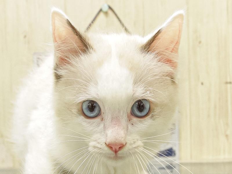 愛知県のラグドール (ワンラブペッツビレッジ アピタ木曽川店(FC)/2025年10月4日生まれ/男の子/シールポイントバイカラー)の子猫の1枚目の画像