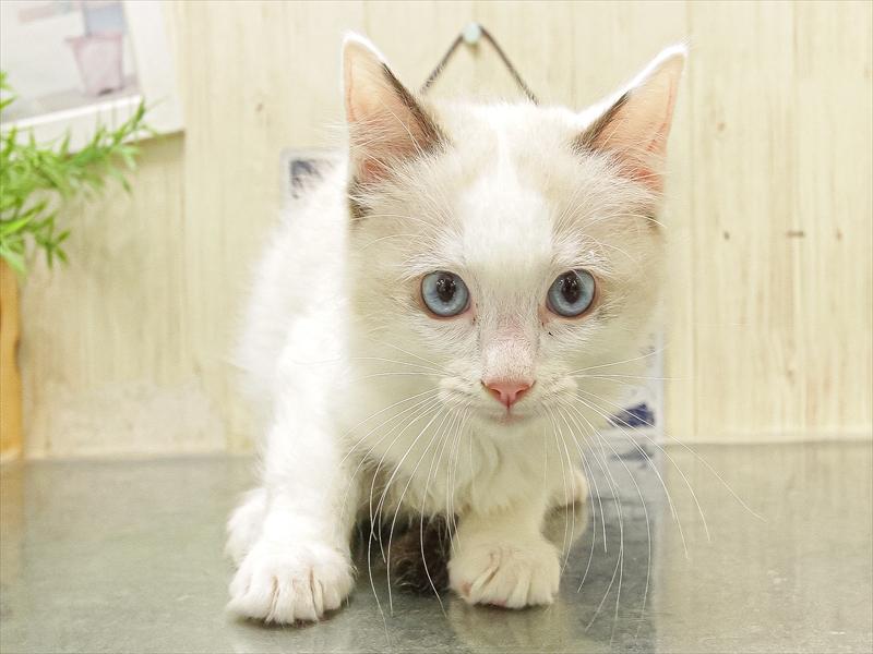 愛知県のラグドール (ワンラブペッツビレッジ アピタ木曽川店(FC)/2025年10月4日生まれ/男の子/シールポイントバイカラー)の子猫の3枚目の画像