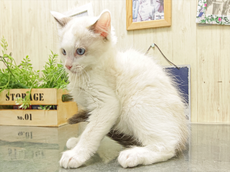 愛知県のラグドール (ワンラブペッツビレッジ アピタ木曽川店(FC)/2025年10月4日生まれ/男の子/シールポイントバイカラー)の子猫の2枚目の画像