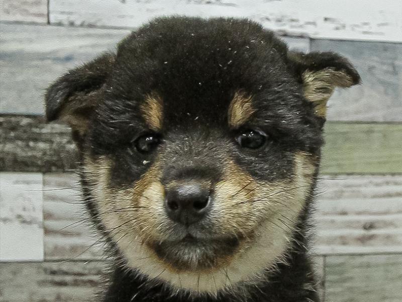 富山県の柴犬(標準サイズ) (ワンラブ富山ファボーレ店/2025年10月3日生まれ/女の子/黒)の子犬