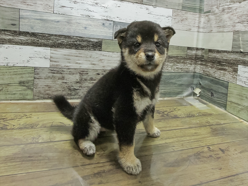 富山県の柴犬(標準サイズ) (ワンラブ富山ファボーレ店/2025年10月3日生まれ/女の子/黒)の子犬の2枚目の画像