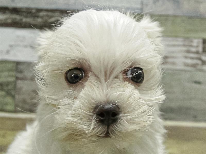 愛知県のマルチーズ (ワンラブカインズ名古屋守山店/2025年10月4日生まれ/男の子/ホワイト)の子犬の1枚目の画像