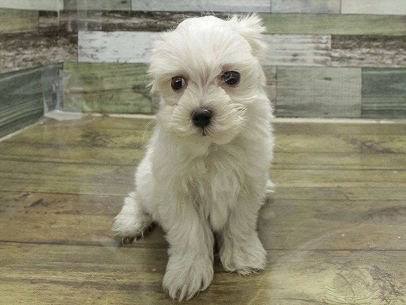 愛知県のマルチーズ (ワンラブカインズ名古屋守山店/2025年10月4日生まれ/男の子/ホワイト)の子犬の3枚目の画像