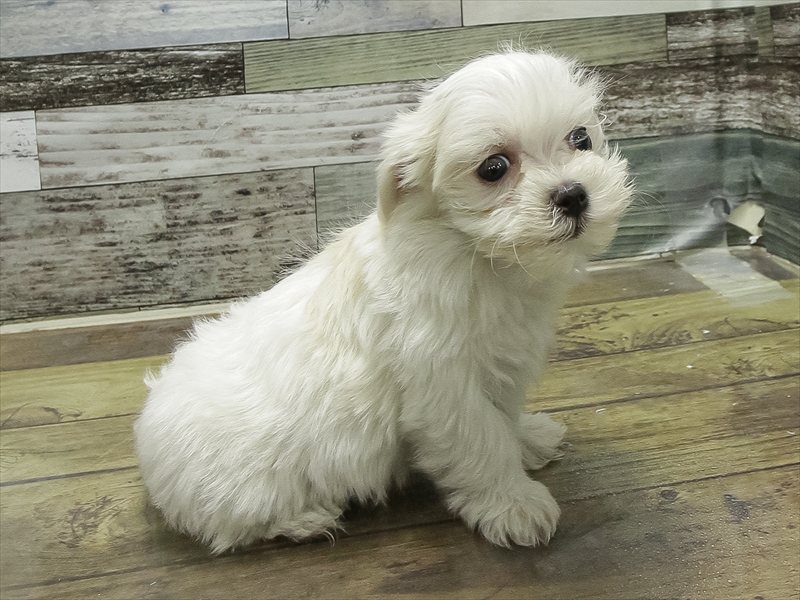 愛知県のマルチーズ (ワンラブカインズ名古屋守山店/2025年10月4日生まれ/男の子/ホワイト)の子犬の2枚目の画像