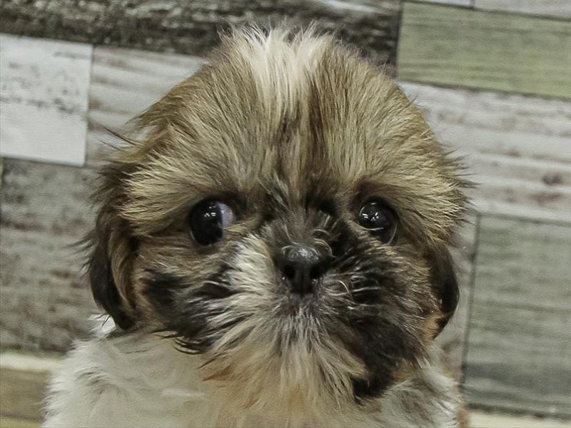 愛知県のハーフ犬・ミックス犬 (ワンラブ名古屋守山インター総本店/2025年10月3日生まれ/女の子/ホワイトブラウン)の子犬の1枚目の画像