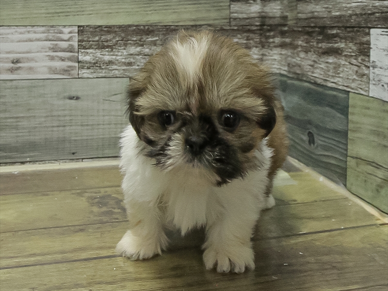 愛知県のハーフ犬・ミックス犬 (ワンラブ名古屋守山インター総本店/2025年10月3日生まれ/女の子/ホワイトブラウン)の子犬の3枚目の画像