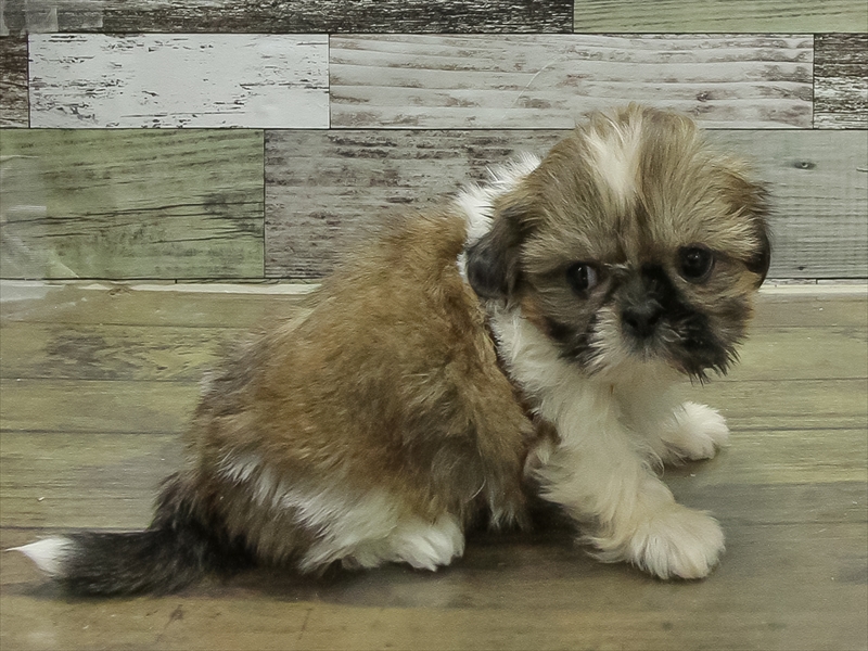 愛知県のハーフ犬・ミックス犬 (ワンラブ名古屋守山インター総本店/2025年10月3日生まれ/女の子/ホワイトブラウン)の子犬の2枚目の画像