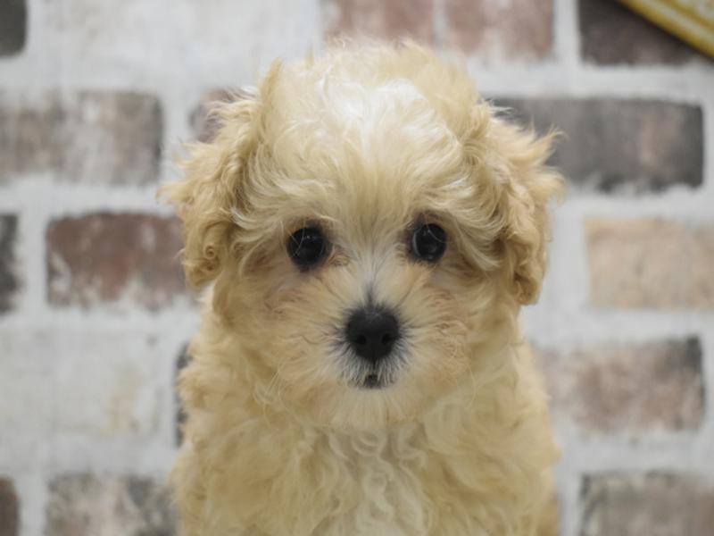 大阪府のマルプー(マルチーズ×プードル) (ワンラブパンジョ泉北店/2025年10月3日生まれ/女の子/クリーム)の子犬の1枚目の画像