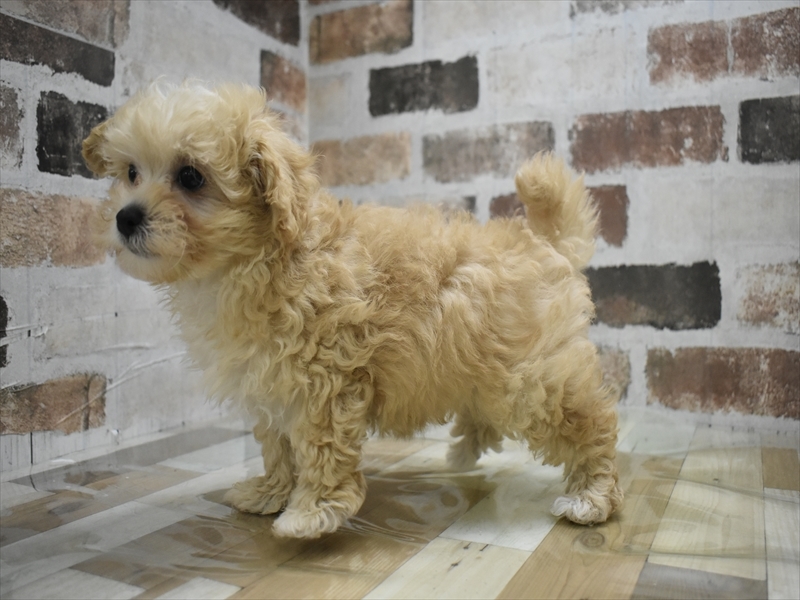 大阪府のマルプー(マルチーズ×プードル) (ワンラブパンジョ泉北店/2025年10月3日生まれ/女の子/クリーム)の子犬の3枚目の画像