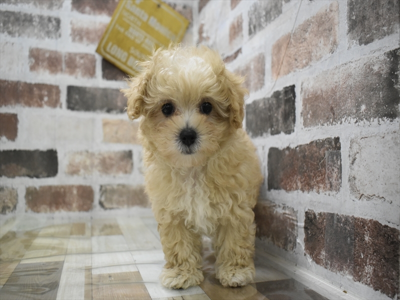 大阪府のマルプー(マルチーズ×プードル) (ワンラブパンジョ泉北店/2025年10月3日生まれ/女の子/クリーム)の子犬の2枚目の画像