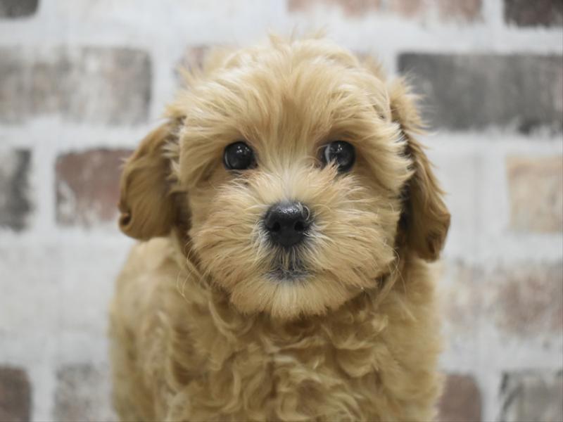 岐阜県のマルプー(マルチーズ×プードル) (ワンラブMEGA ドン・キホーテ瑞穂店/2025年10月3日生まれ/男の子/クリーム)の子犬の1枚目の画像