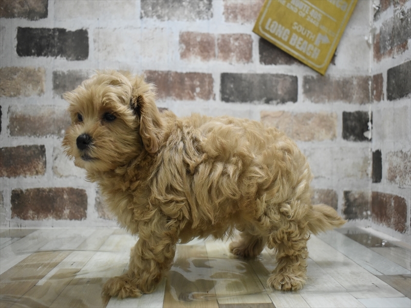 岐阜県のマルプー(マルチーズ×プードル) (ワンラブMEGA ドン・キホーテ瑞穂店/2025年10月3日生まれ/男の子/クリーム)の子犬の3枚目の画像