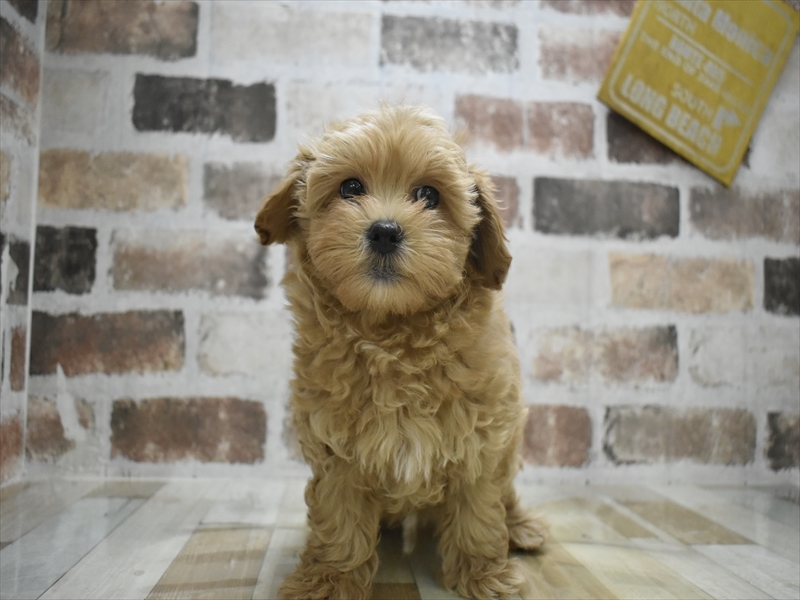 岐阜県のマルプー(マルチーズ×プードル) (ワンラブMEGA ドン・キホーテ瑞穂店/2025年10月3日生まれ/男の子/クリーム)の子犬の2枚目の画像