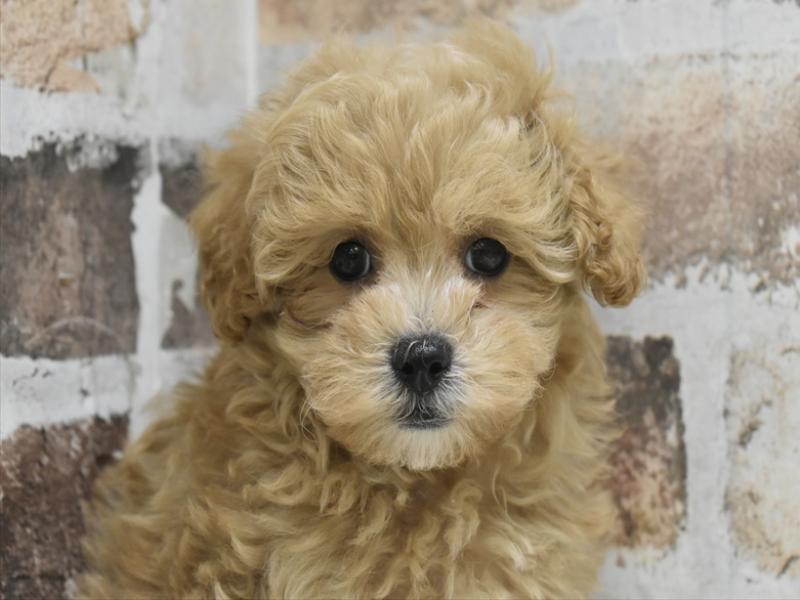 大阪府のマルプー(マルチーズ×プードル) (ワンラブアリオ鳳店/2025年10月3日生まれ/男の子/アプリコット)の子犬の1枚目の画像